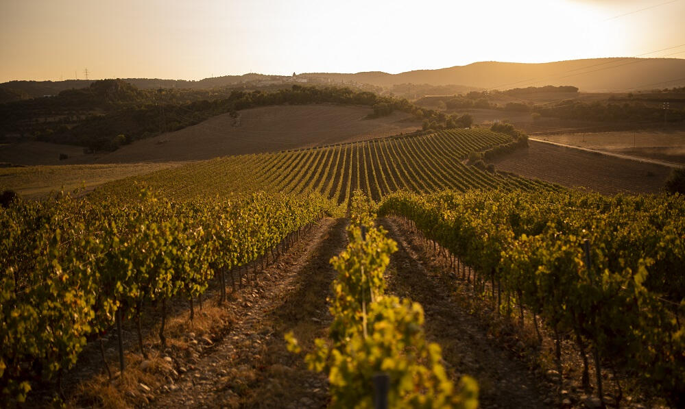 Viñedo al atardecer en Aragón, localización natural para escenas rurales o agrícolas en rodajes cinematográficos.