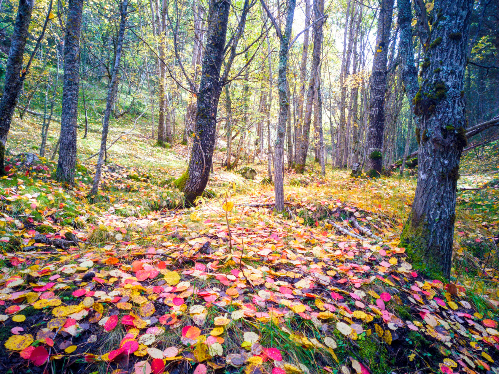 Paisaje de bosque otoñal en Aragón, ejemplo de localización cinematográfica con tonos cálidos.